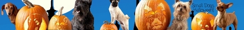 All Small Dogs Halloween Banner