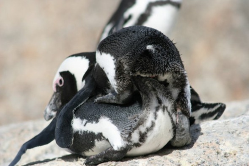 Penguin LOVE