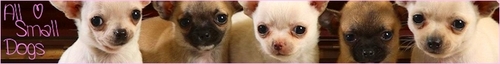  All Small cachorros Banner
