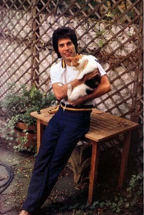  Freddie's Katzen