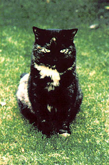  Freddie's 고양이