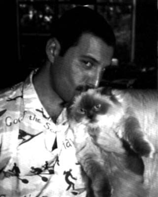  Freddie's Kucing