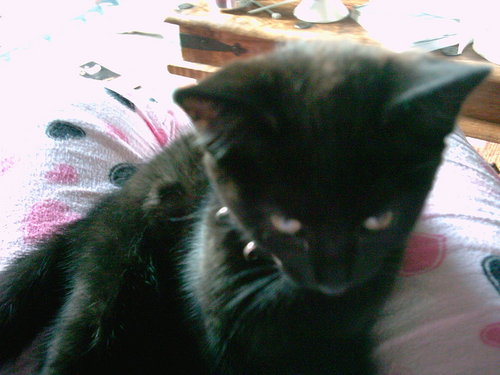  Sophie's Kitten