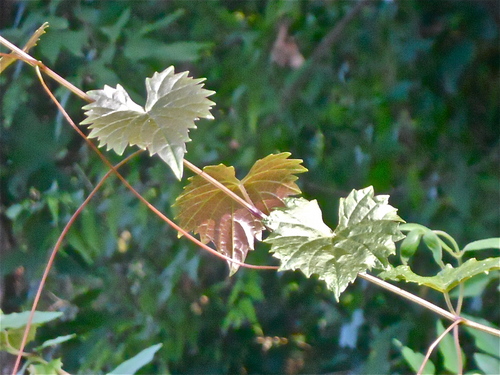  3 Beautiful Heart-like Leaves
