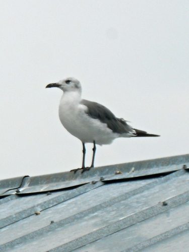  A Laughing Gull
