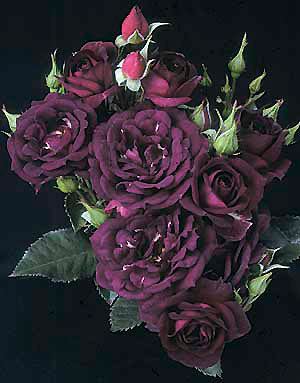  Autumn rosas for the most charming lady in the virtual world