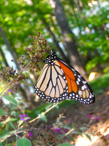 Beautiful Monarch rama-rama, taman rama-rama