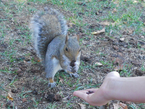  Feeding a friendly scoiattolo