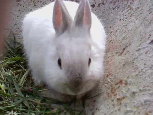  My cute rabbit (L)