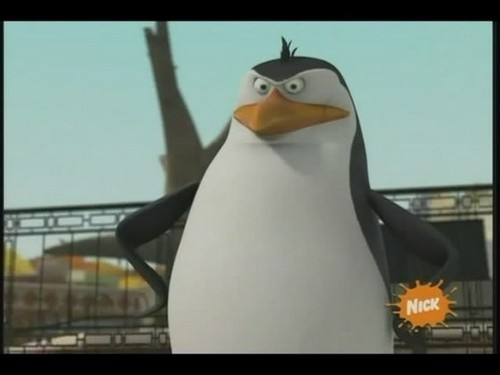  Rico The pinguino