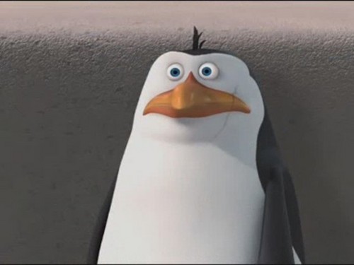  Rico The penguin, auk
