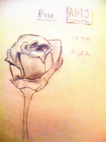  Rose drawing