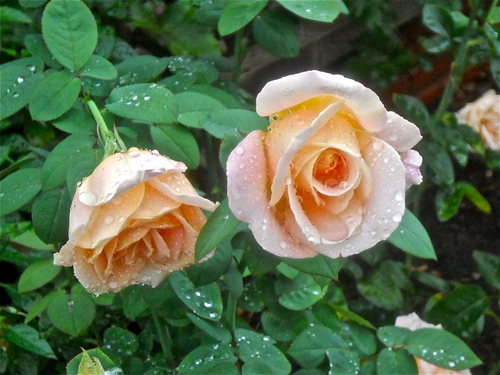  Roses with rain drops