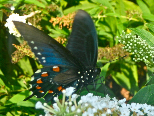  A Pretty Black Swallowtail