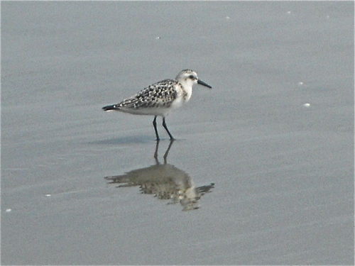  Bird walking on the seashore