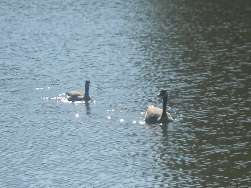  Geese swimming together :)