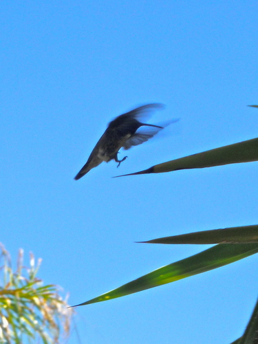 Hummingbird flying to a tree
