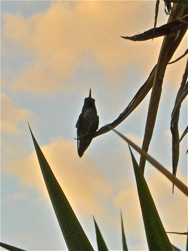 Hummingbird  in the sunset