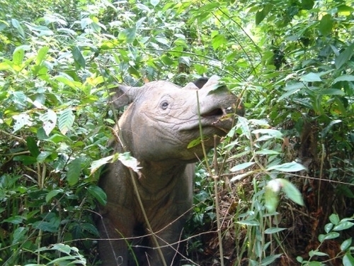  Magnificent Sumatran Rhino