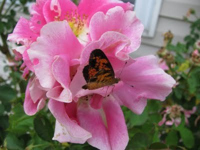  Rose And vlinder