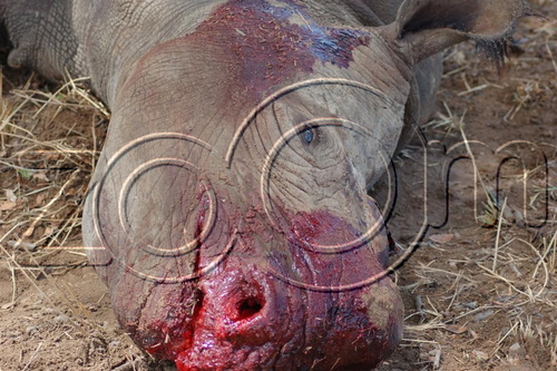 Slaughtered Baby Rhino :'(
