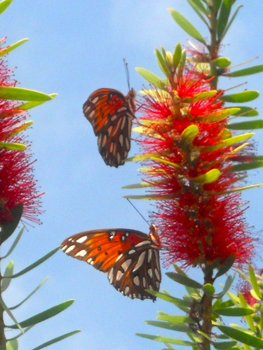 Two Gulf Fritillaries on a flower
