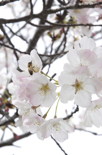  樱桃 blossoms