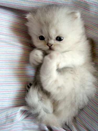  Cute little kitties :)