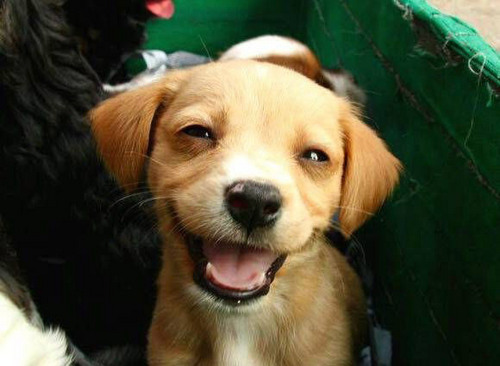  Cute Anak Anjing to adopt!