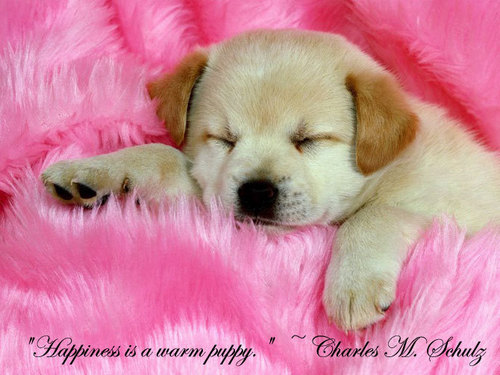  Cute Welpen to adopt!