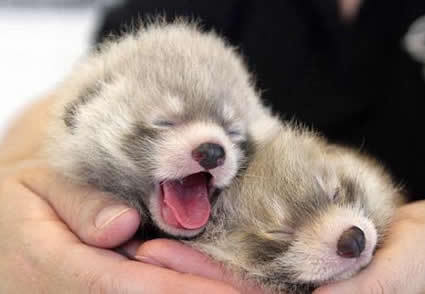  Cute cachorrinhos to adopt!