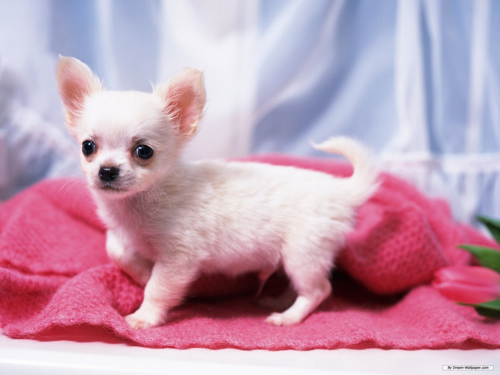 Gorgeous Chihuahua