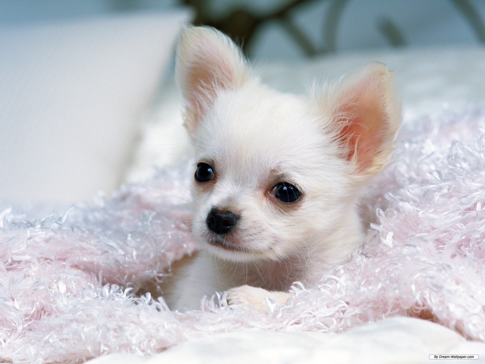 Gorgeous Chihuahua