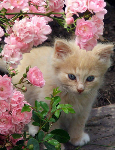 Kitten in the flowers :)