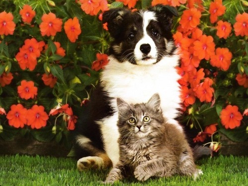  mèo con & chó con