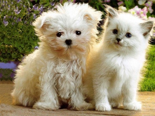 Kittens & Puppies