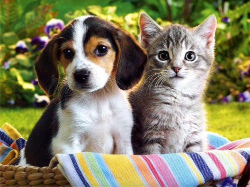  chatons & chiots
