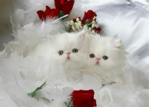  Lovely chatons