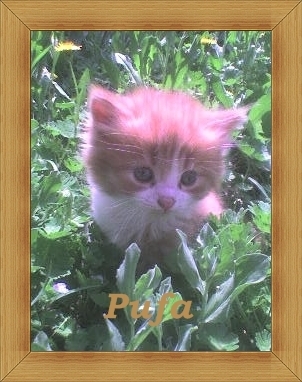  Rosy (Princess Yvonne's and Claudia_bb's kitty:)