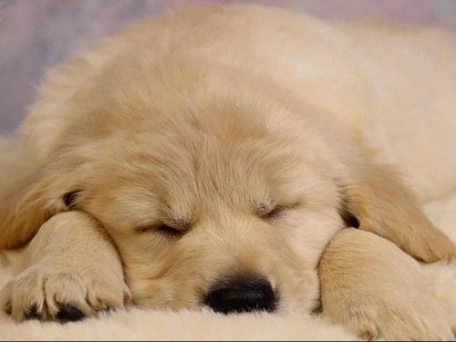  Sleepy cachorro, filhote de cachorro