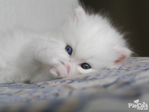  white kitty