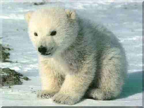  Baby beruang