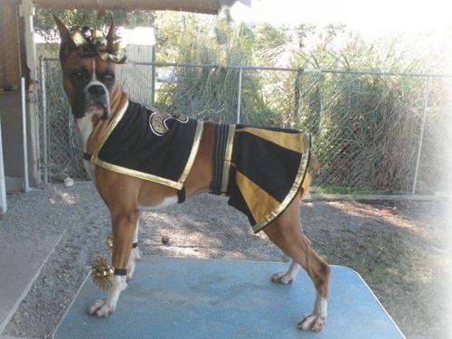  باکسر, مکے باز Dog as Saint Sensation Cheerleader