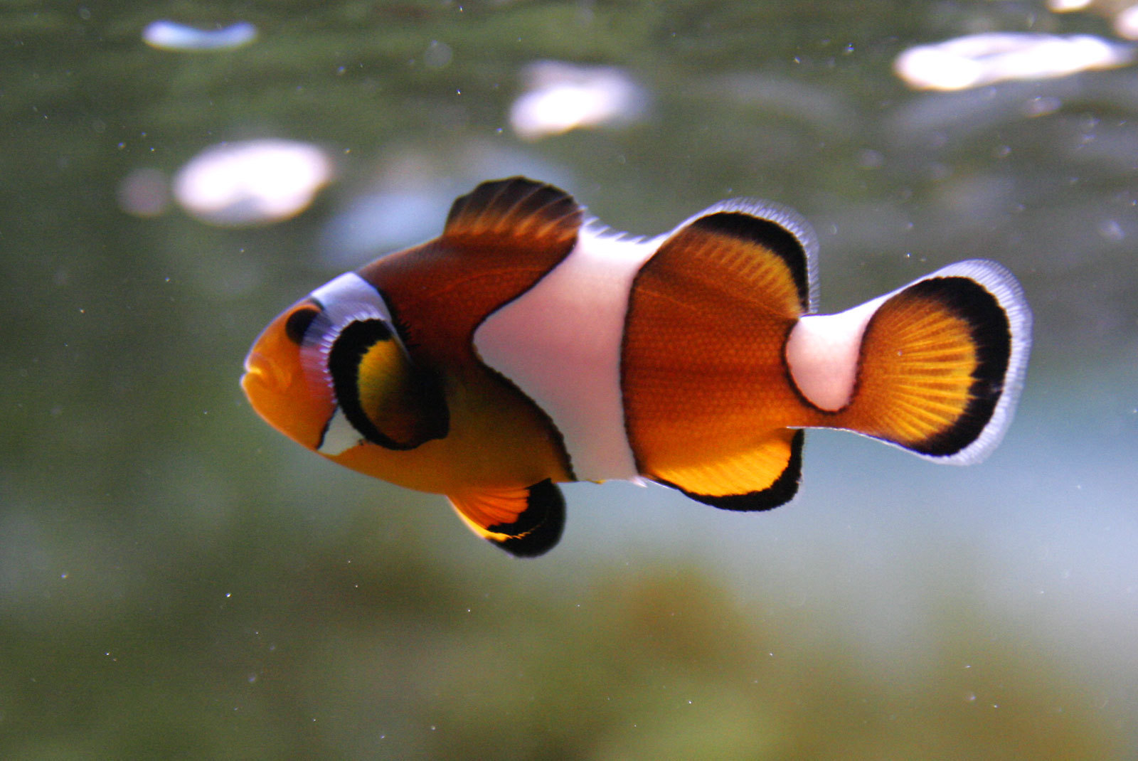 clownfish images Clown Fish HD wallpaper and background 