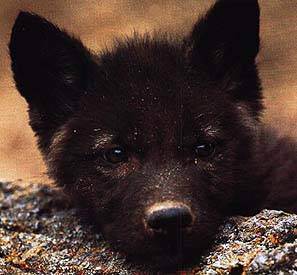  Cute serigala, wolf