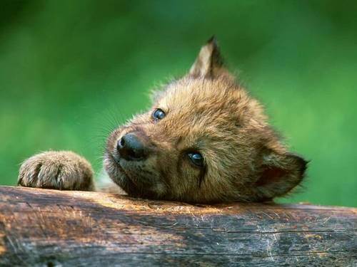  Cute serigala, wolf