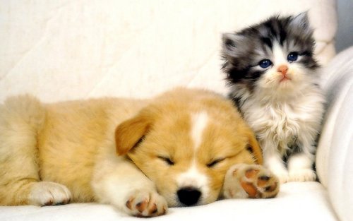  Dog and Cat দেওয়ালপত্র