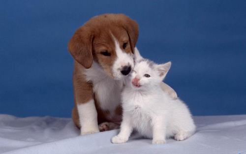  Dog and Cat kertas dinding