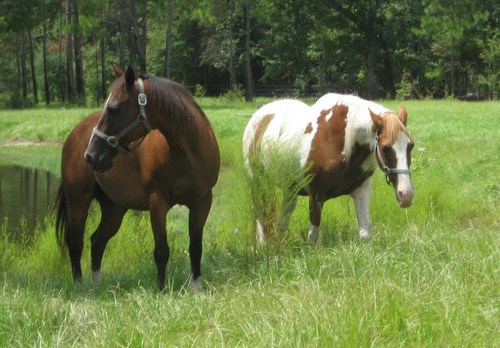  My chevaux