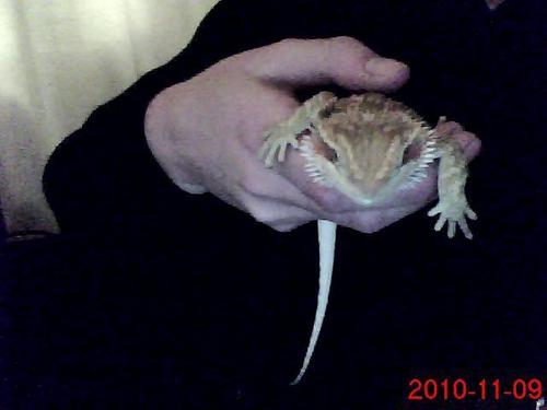  My baby Bearded Dragon Tippie-Toe! Pic2 (last pic)